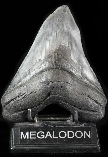Huge Megalodon Tooth - Georgia #30939